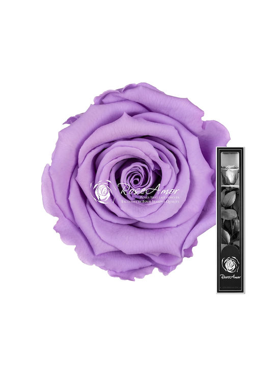 Αποχυμωμένα Τριαντάφυλλα Rose Amor 30cm Stem Violet 03