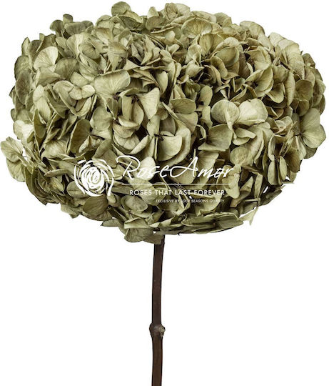 Αποχυμωμένη Ορτανσία Rose Amor Hydrangea Xl Green06