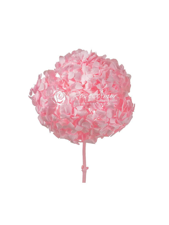 Αποχυμωμένη Ορτανσία Rose Amor Hydrangea Xl Pin99