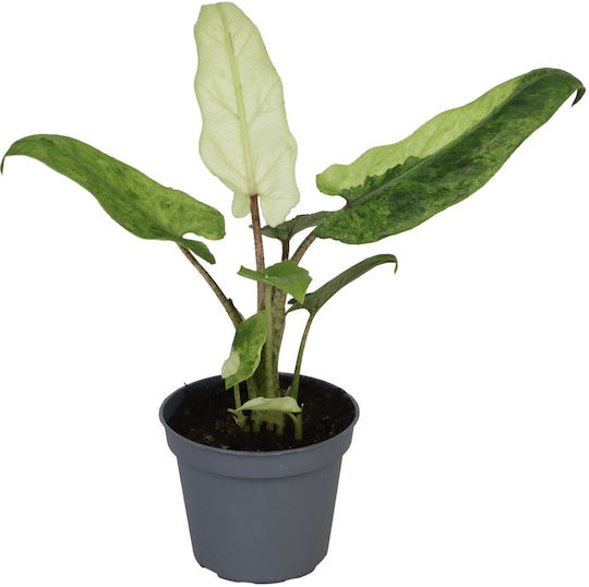 Αλοκάσια Alocasia Lauterbachiana Variegata