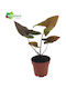 Alocasia Cyrtosperma Black Jack Johnstonii
