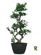 "μπονσάι Φίκος" Ficus Microcarpa Ginseng Bonsai 8-type Xl