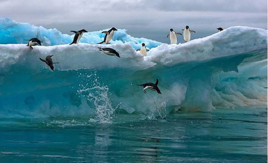 Olympus Diamond Painting "Adelie Penguins in Antarctica" Mosaic "Adelie Penguins in Antarctica" 40x30