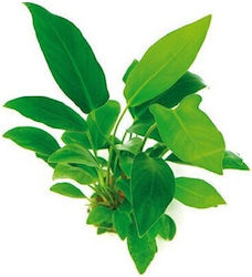Dennerle Anubias Hastifolia Pot