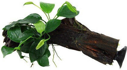 Anubias Barteri Var Nana Върху Дърво С Вендуза