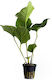 Aquaflora Anubias Hastifolia Pot