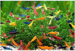 Neocaridina Mix Garnelen