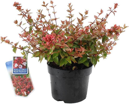 Abelia 'Mystic Daydream' 17 см