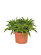 Peperomia 'Happy Bean' 10,5 cm