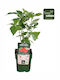 Rubus 'twotimer Sugana Red' Bio 13cm
