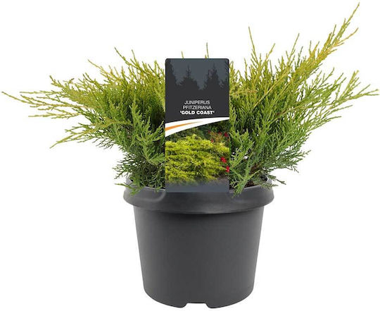 Juniperus 'gold Coast' 17cm