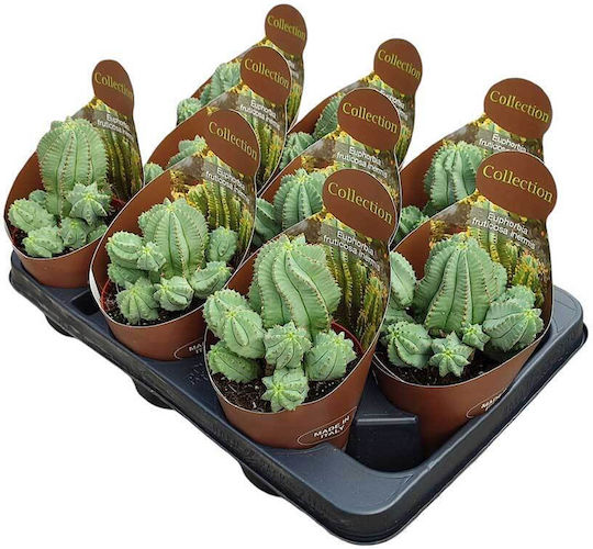 Euphorbia Fruticosa Inermis 10,5cm