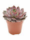Echeveria 'morango' 12cm