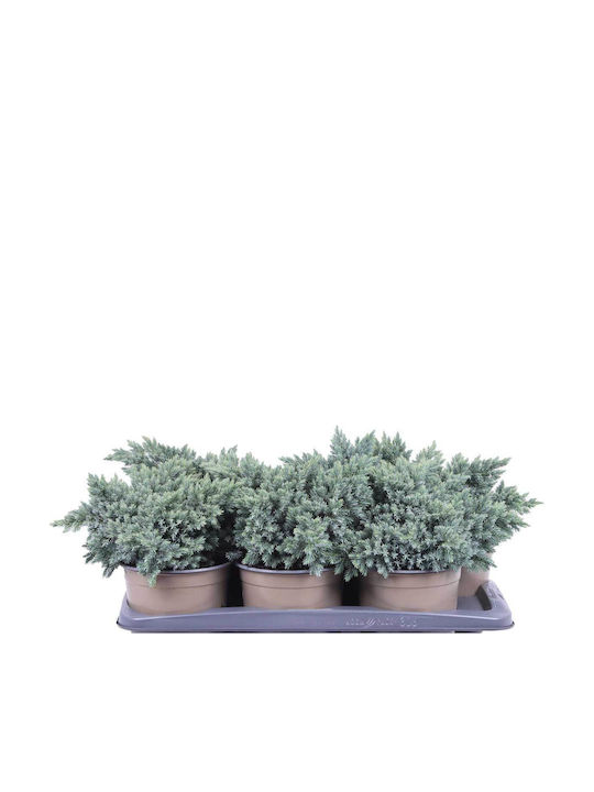 Juniperus 'Blue Star' 17cm Juniperus 'Blue Star' 17cm