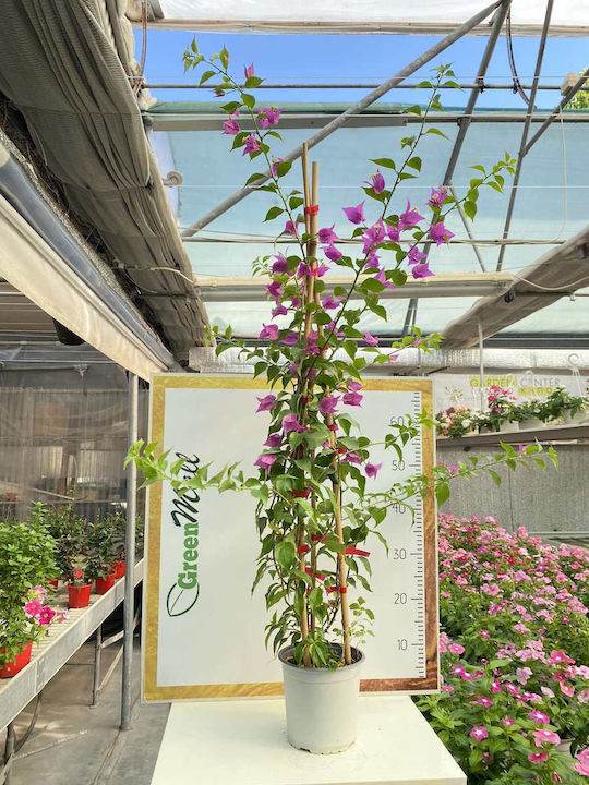 Βουκαμβίλια Bougainvillea Dania Bamboo Pyramide Farbe Fuchsia Βουκαμβίλια Bougainvillea Dania Bamboo Pyramide Farbe Fuchsia
