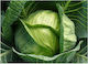 Evotris Seeds Cabbage Magnesia 10gr