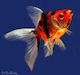 Carassius Auratus Fantail Calico 4cm