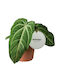Ανθούριο Anthurium Villenaorum