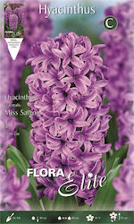 Gemma Bulbs Hyacinthus Orange 3pcs