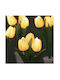 LED-Beleuchteter Blumenstrauß Mit Batterien Gelbe Tulpen 31cm
