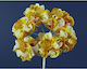 Floare Arf607 Portocalie