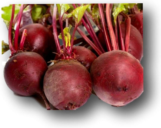 Evotris Samen Rote Bete Detroit Rot 500gr