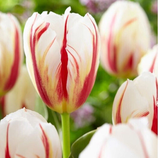 Gemma Bulbs Tulipς Organic Farming