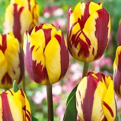 Gemma Bulbs Tulipς Organic Farming 20pcs