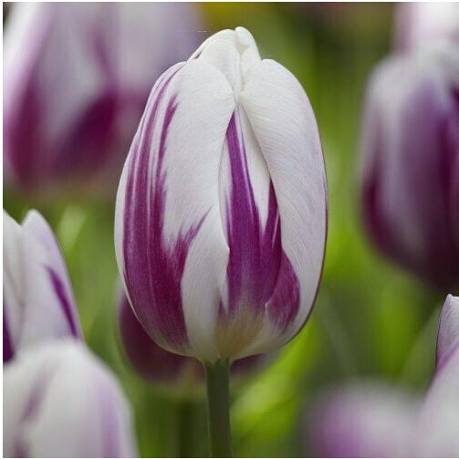 Gemma Bulbs Tulipς Organic Farming