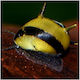 Clithon Horn Schnecke