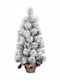 Weihnachtsbaum Colorado Beschneit 60cm im Topf