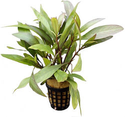 Stoffels Hygrophila Ringens Angustifolia