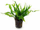 Stoffels Lebende Aquariumspflanze Microsorum Pteropus