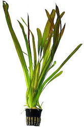 Aquaflora Vallisneria Australis Gigantea Plant