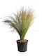 Иглолистна Трева Stipa Tenuissima