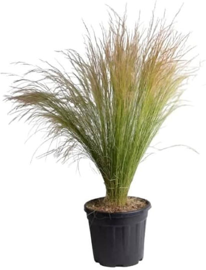 Иглолистна Трева Stipa Tenuissima