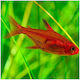 Ember Tetra 2cm