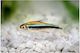Black Neon Tetra 2.2cm