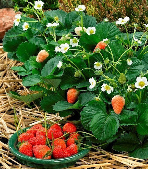 Strawberry "sarrian F1 Dellician F1" 25 Seeds