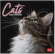 Wall Calendar 2026 Legami 18x18cm Cats Cal260102