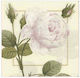 Σετ Χαρτοπετσέτες 20 Τεμαχίων 12.5x12.5 Cm ''rose Ivory'' Caspari