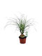 Nolina Recurvata 'ball' 12cm