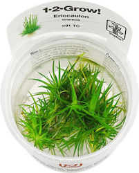 Tropica Eriocaulon Cinereum 1-2-grow