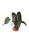Anthurium 'queen Hearts' 12cm