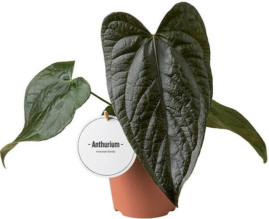 Anthurium 'queen Hearts' 12cm