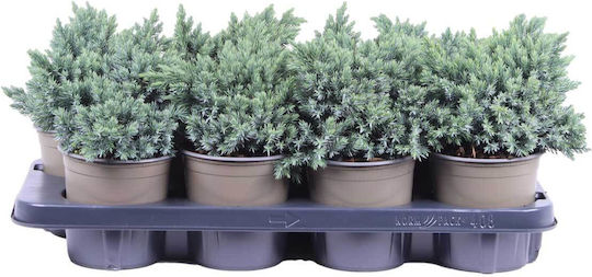 Juniperus 'blue Star' 13cm