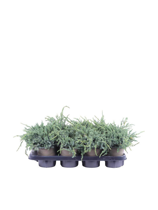 Juniperus 'Blue Carpet' 13cm Juniperus 'Blue Carpet' 13cm