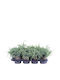 Juniperus 'blue Carpet' 13cm