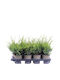 Juniperus 'mint Julep' 13cm