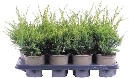Juniperus 'mint Julep' 13cm